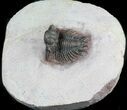 Detailed, Acanthopyge (Lobopyge) Trilobite - Nicely Prepared #58730-3